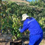 Vendimia Bodegas Peñafalcon