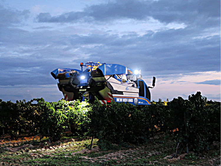 Vendimia Do Rueda (1)