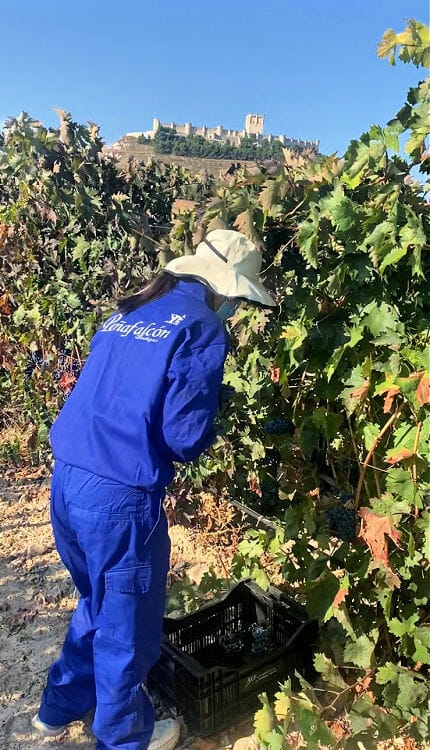 Vendimia Penafalcon 02 1