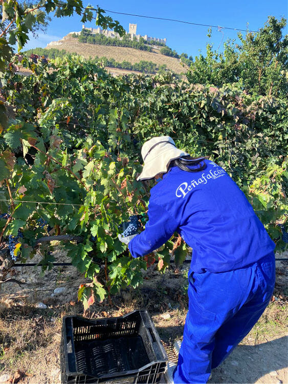 Vendimia Bodegas Peñafalcon