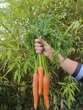 la zanahoria y la salud visual